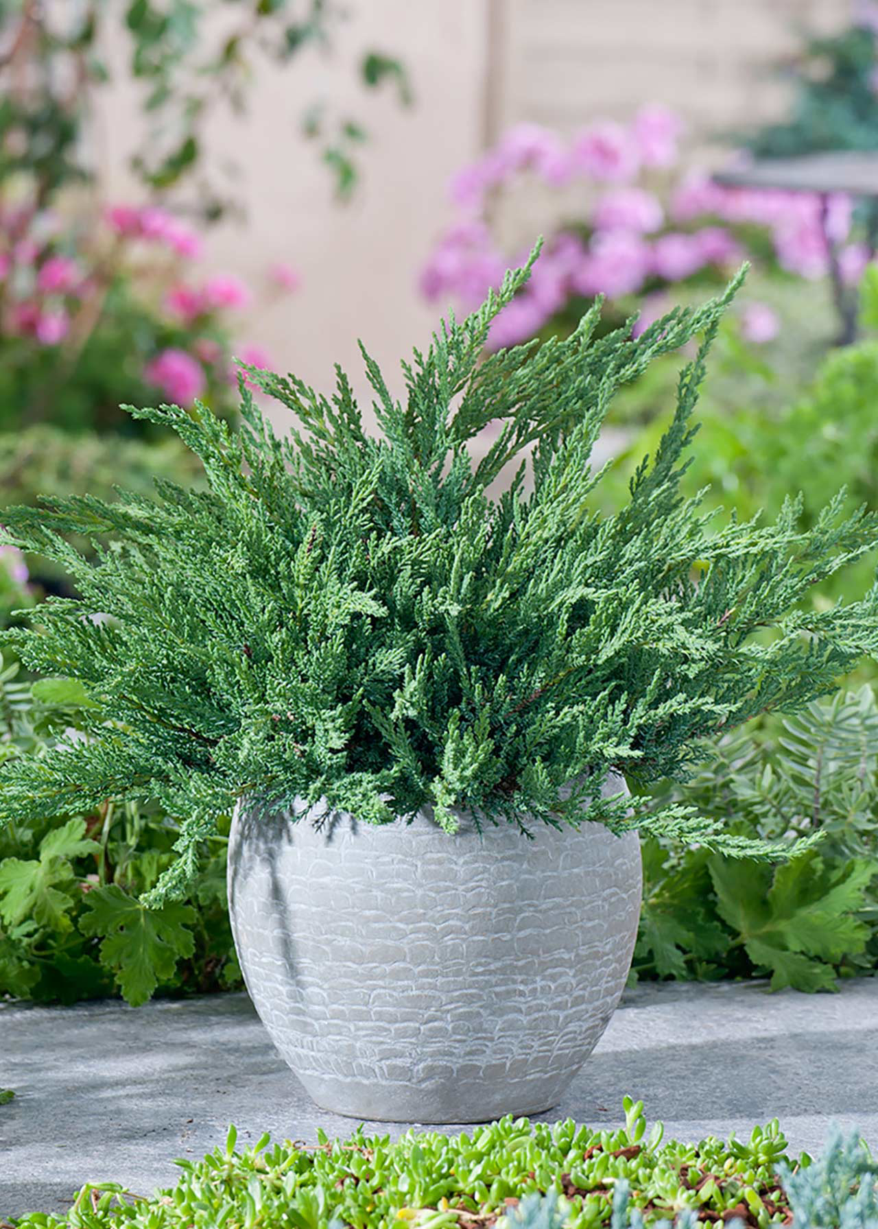 Juniperus Sabina Tamariscifolia 3ltr