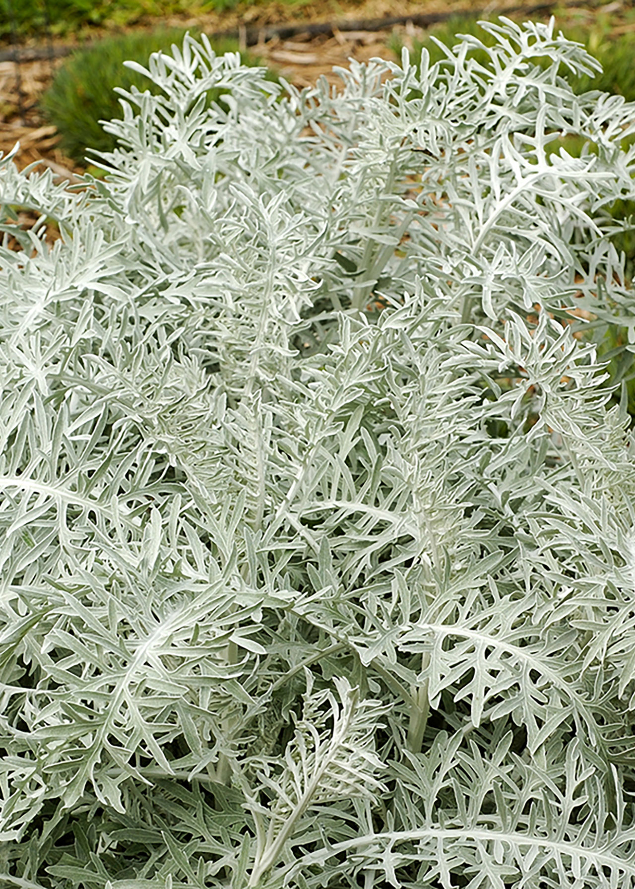 Centaurea Silver Feathers 3ltr