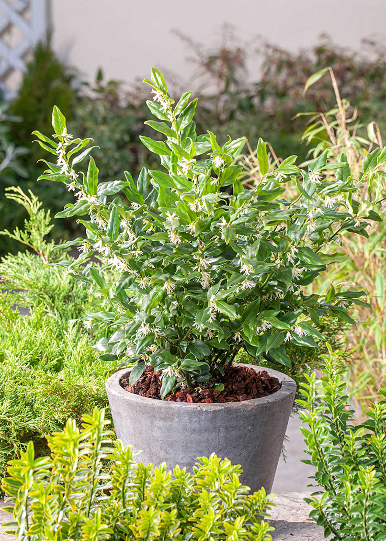Sarcococca Confusa 2ltr