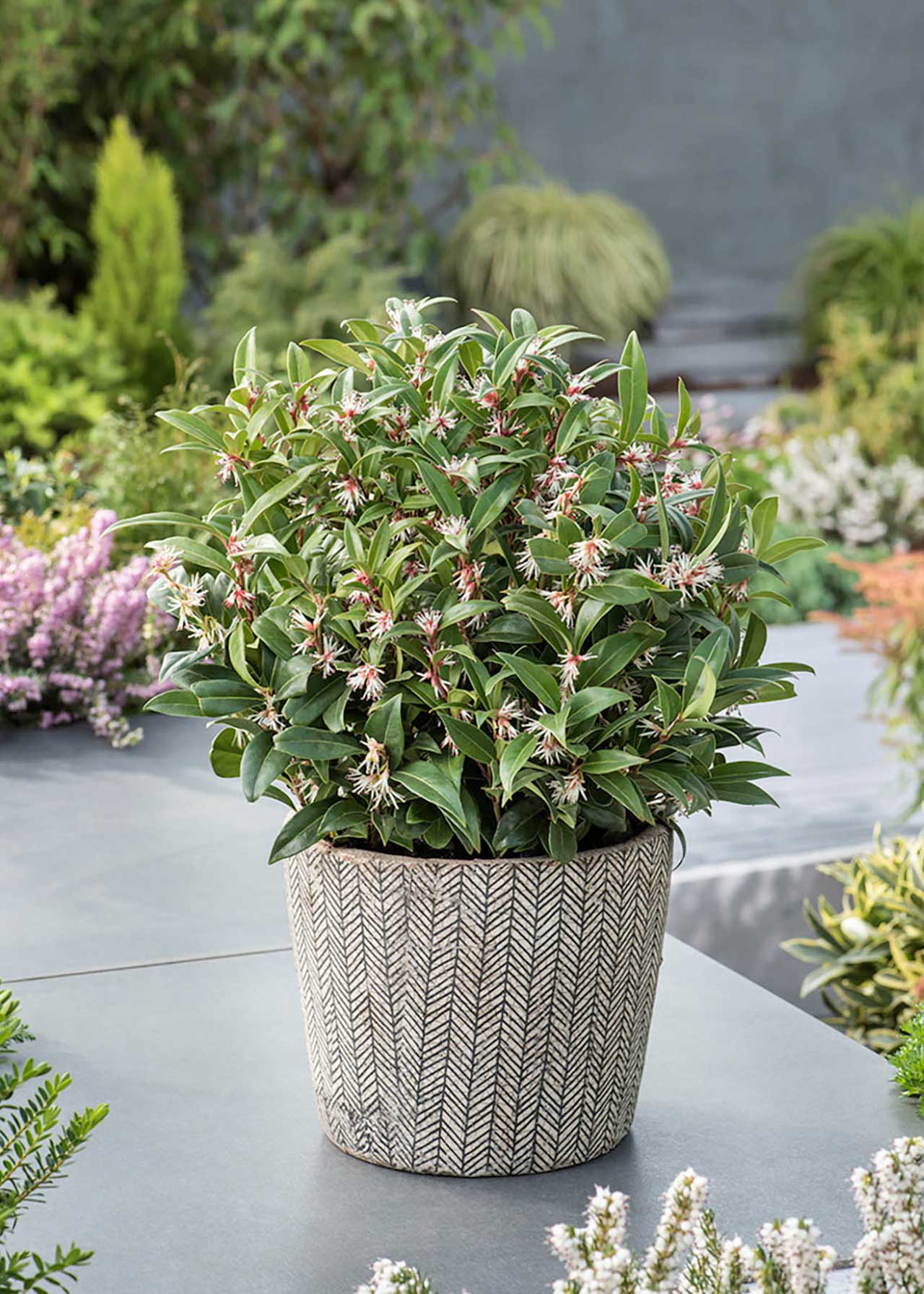 Sarcococca Winter Gem 2ltr