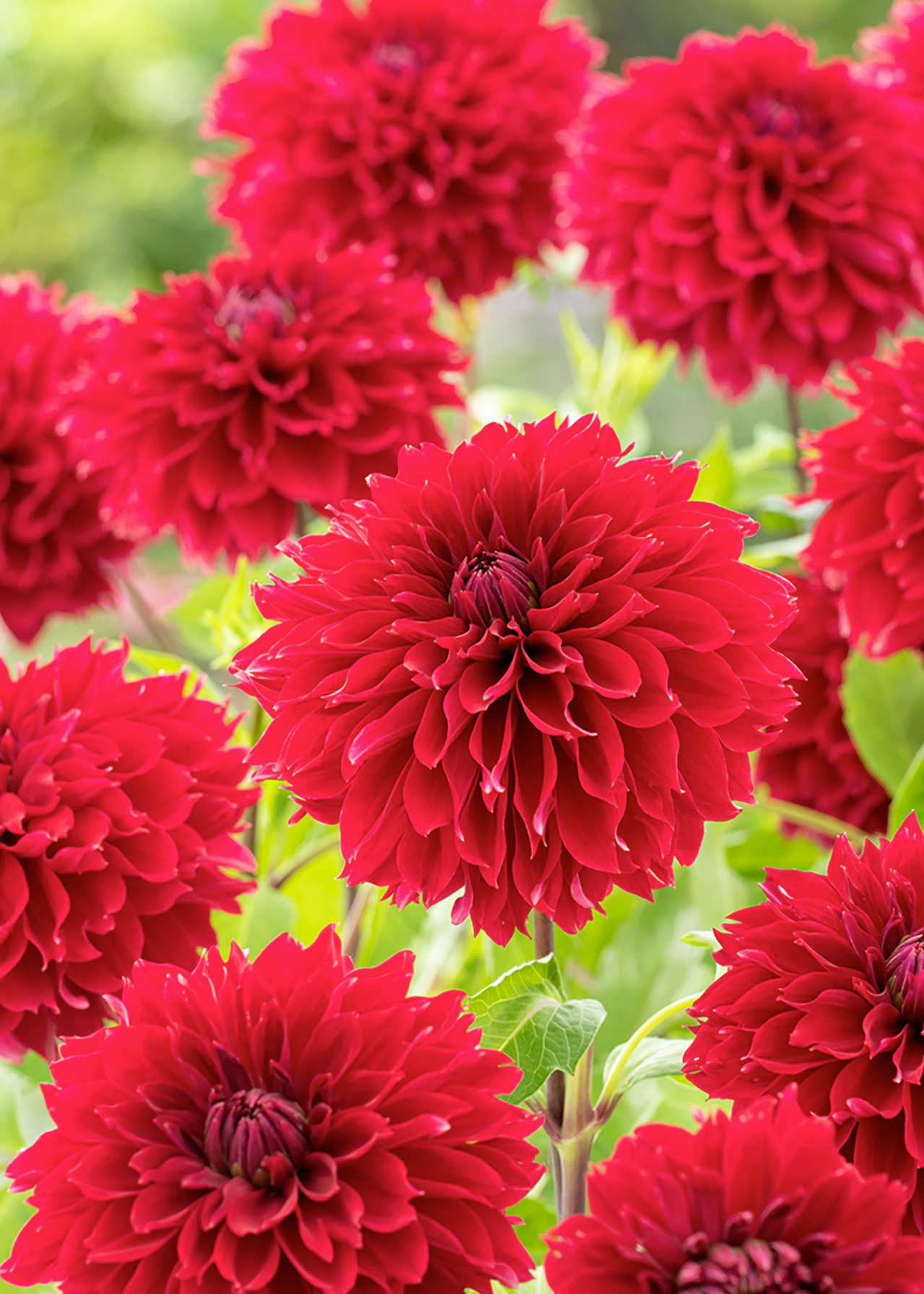 Dahlia Premium Red 1.5ltr