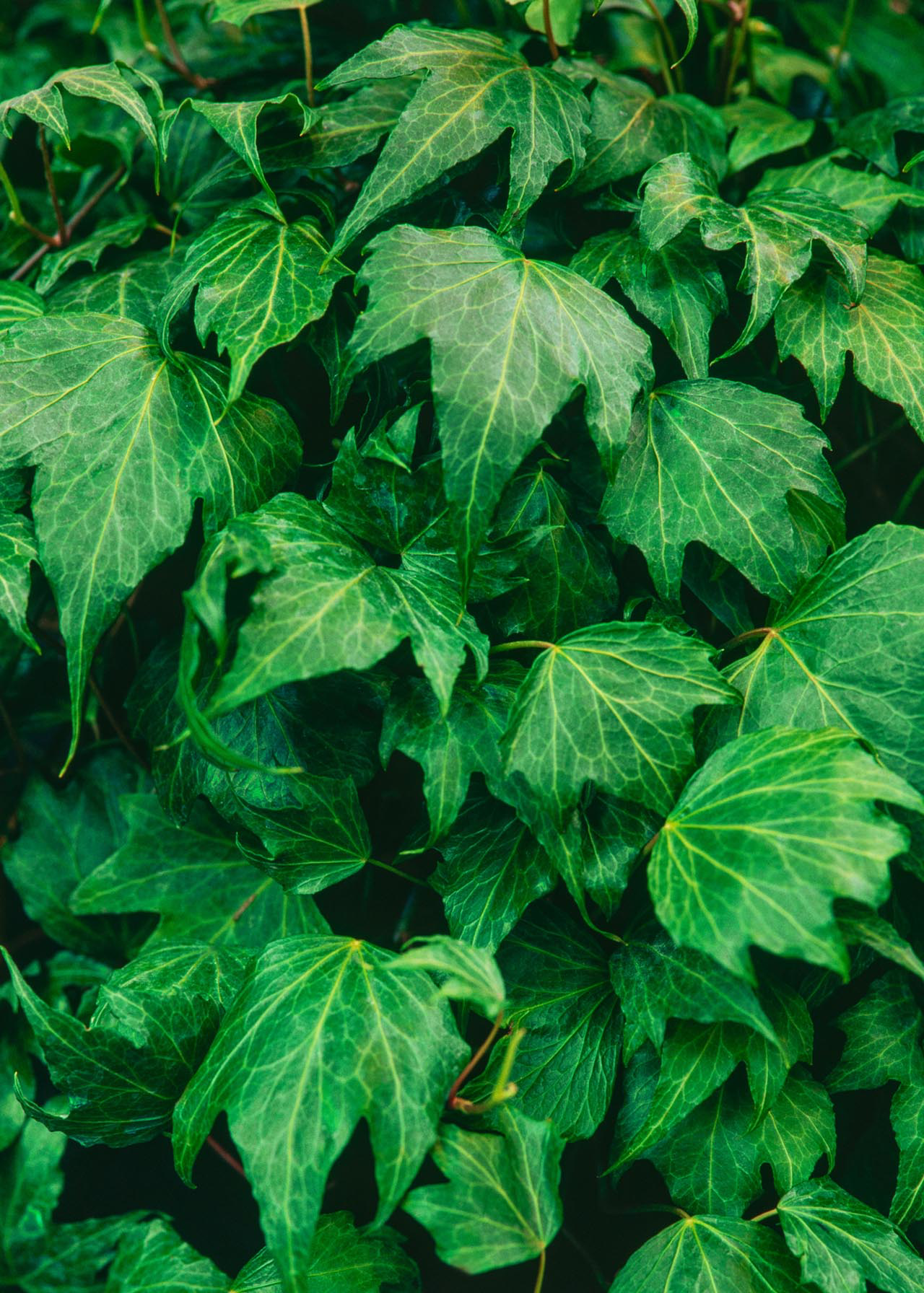 Hedera Green 9cm