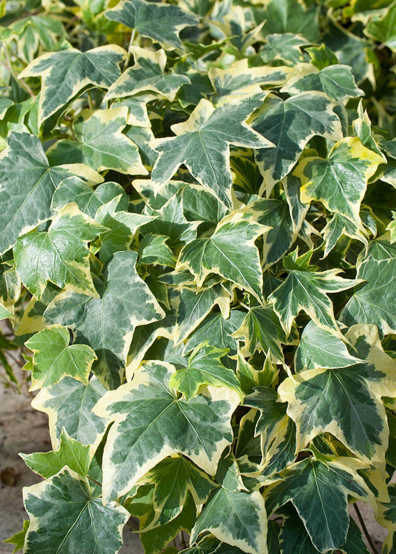 Hedera Yellow Variegated 9cm