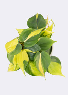 Philodendron Scandens Brasil 12cm