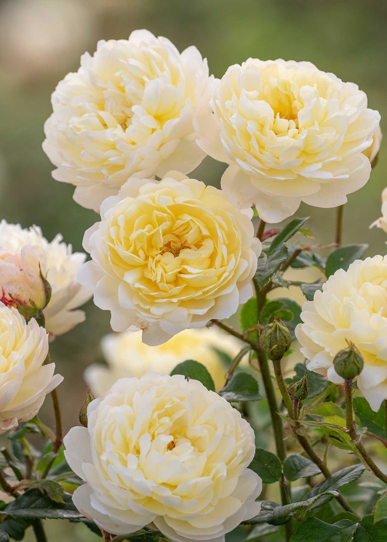 David Austin Rose 'Nye Bevan' 6ltr