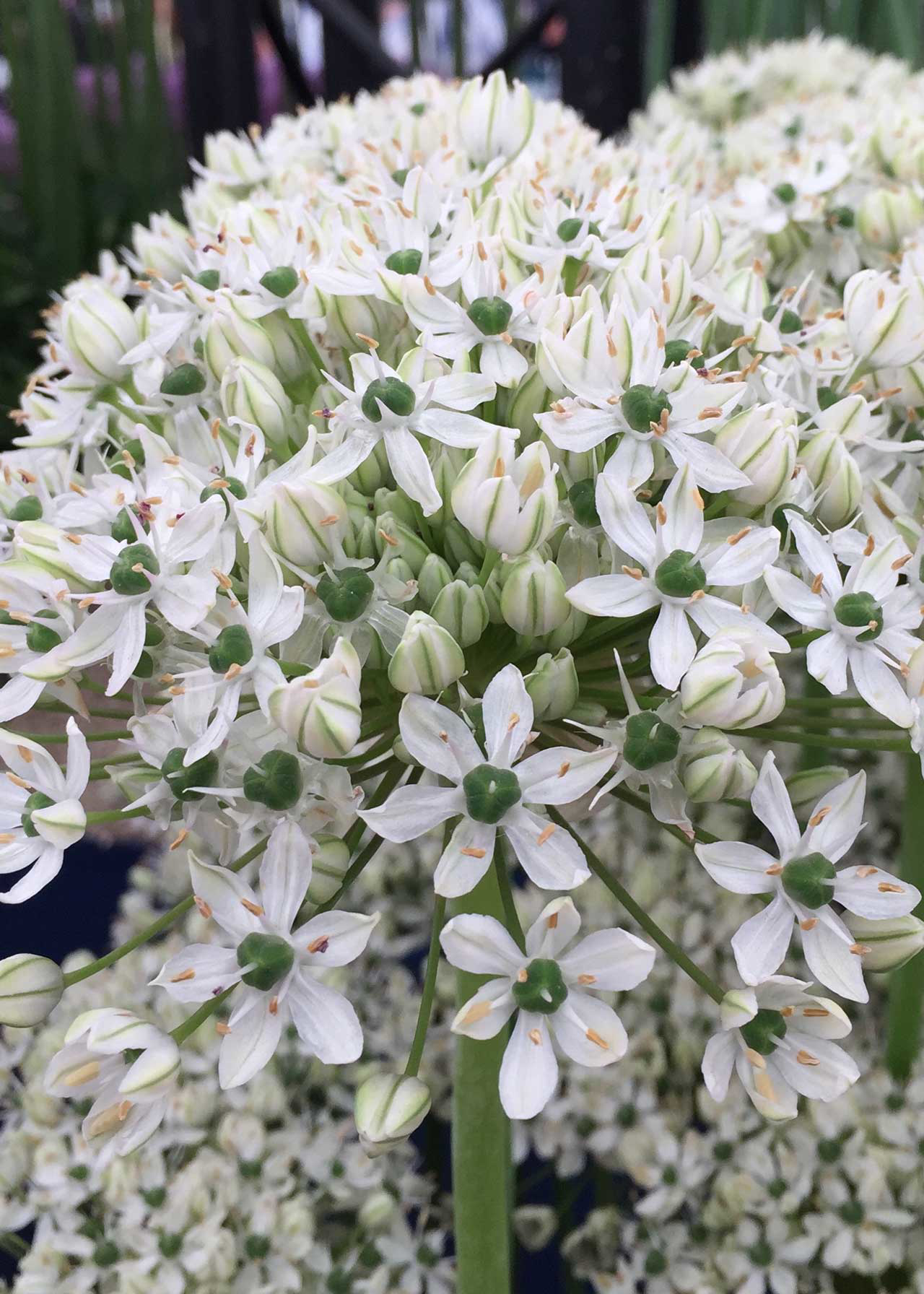 Allium Nigrum pack of 6