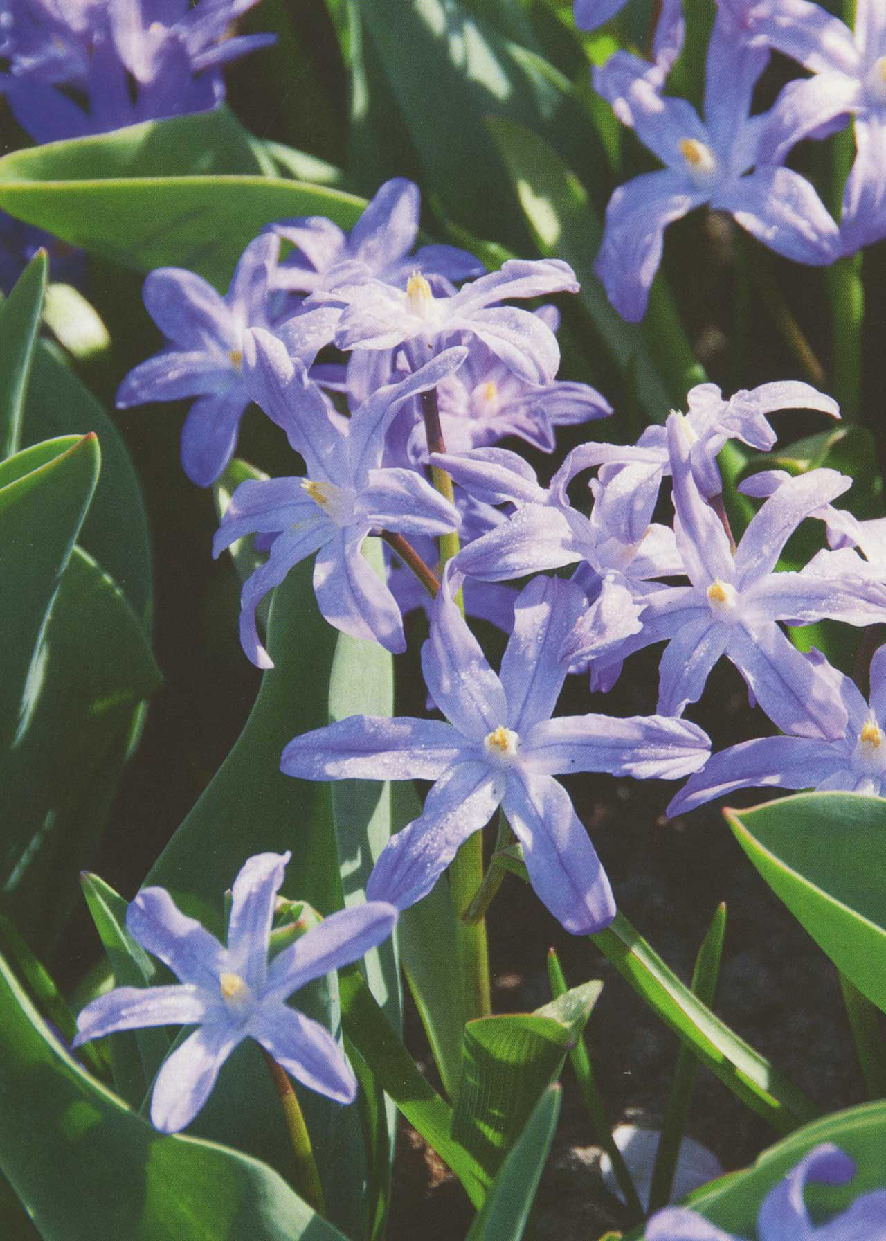 Chionodoxa Luciliae Violet Beauty pack of 18