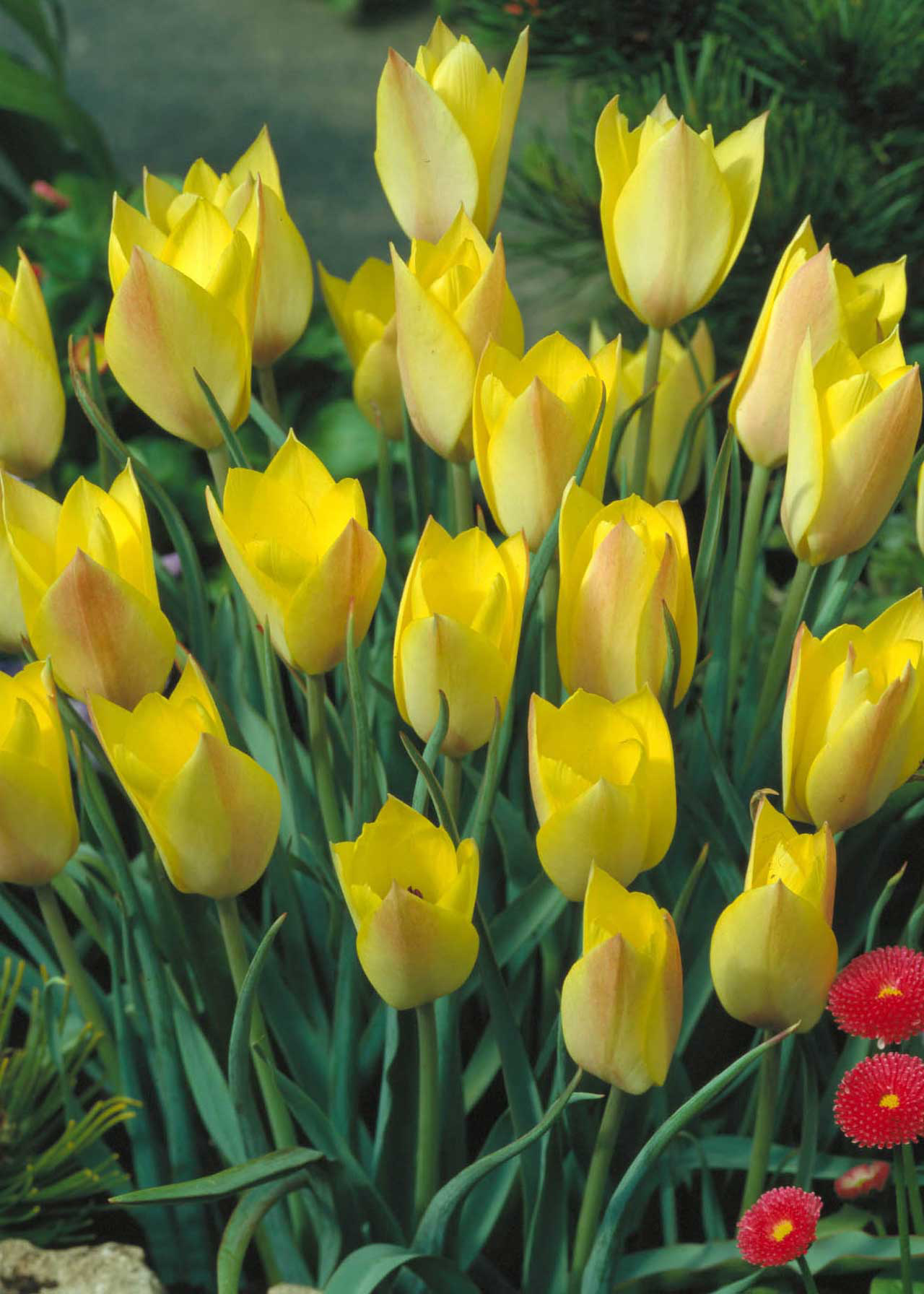 Tulip Honky Tonk pack of 10