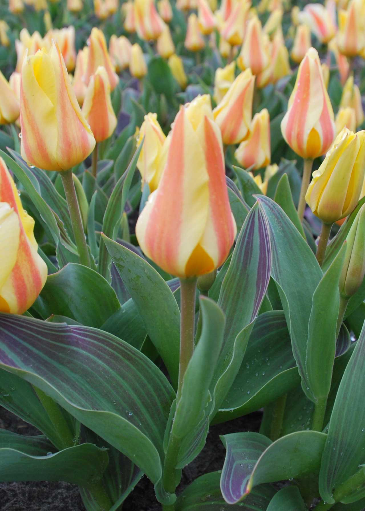 Tulip Miskodeed pack of 5