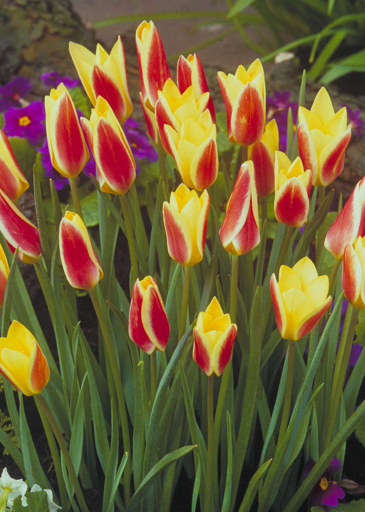 Tulip Tinka pack of 10