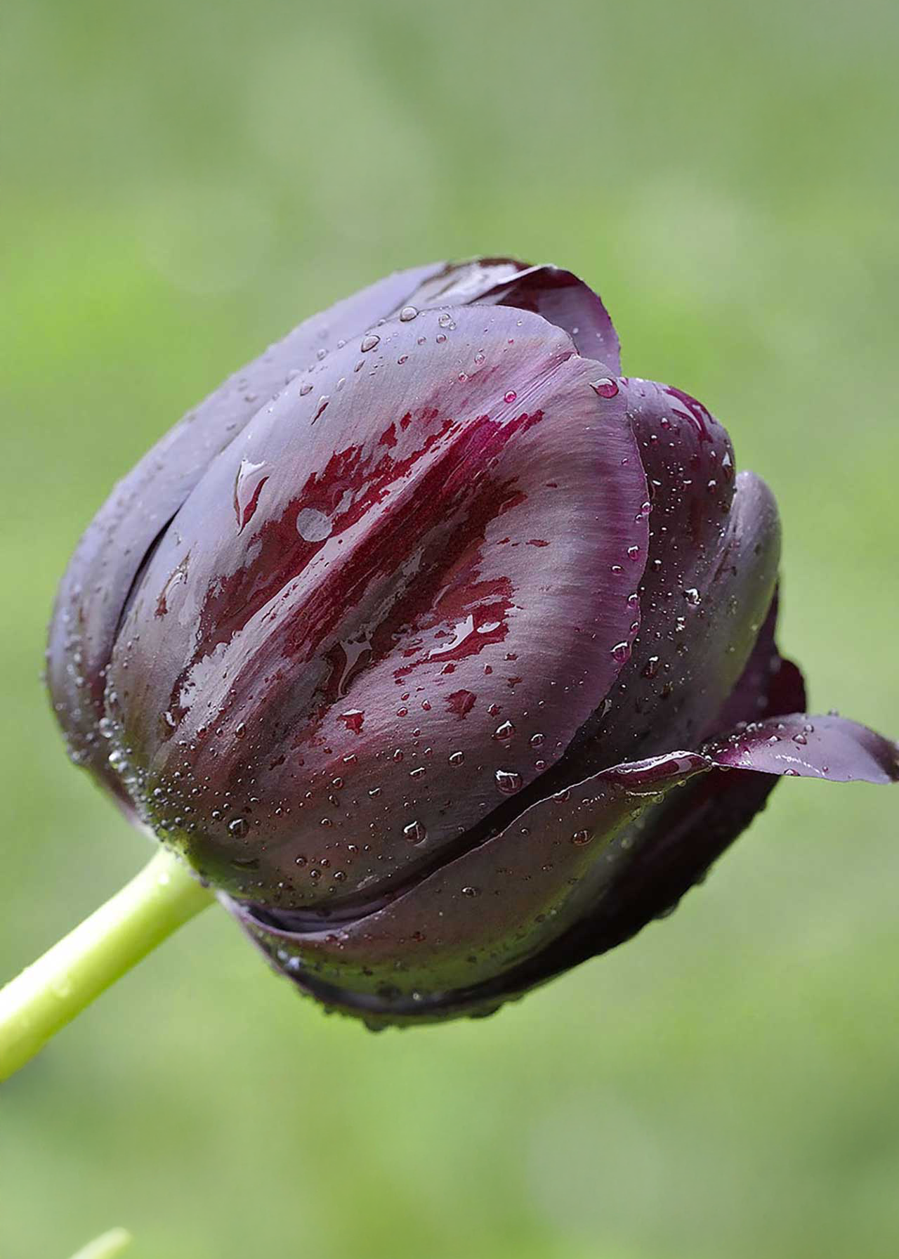 Tulip Queen of Night pack of 5