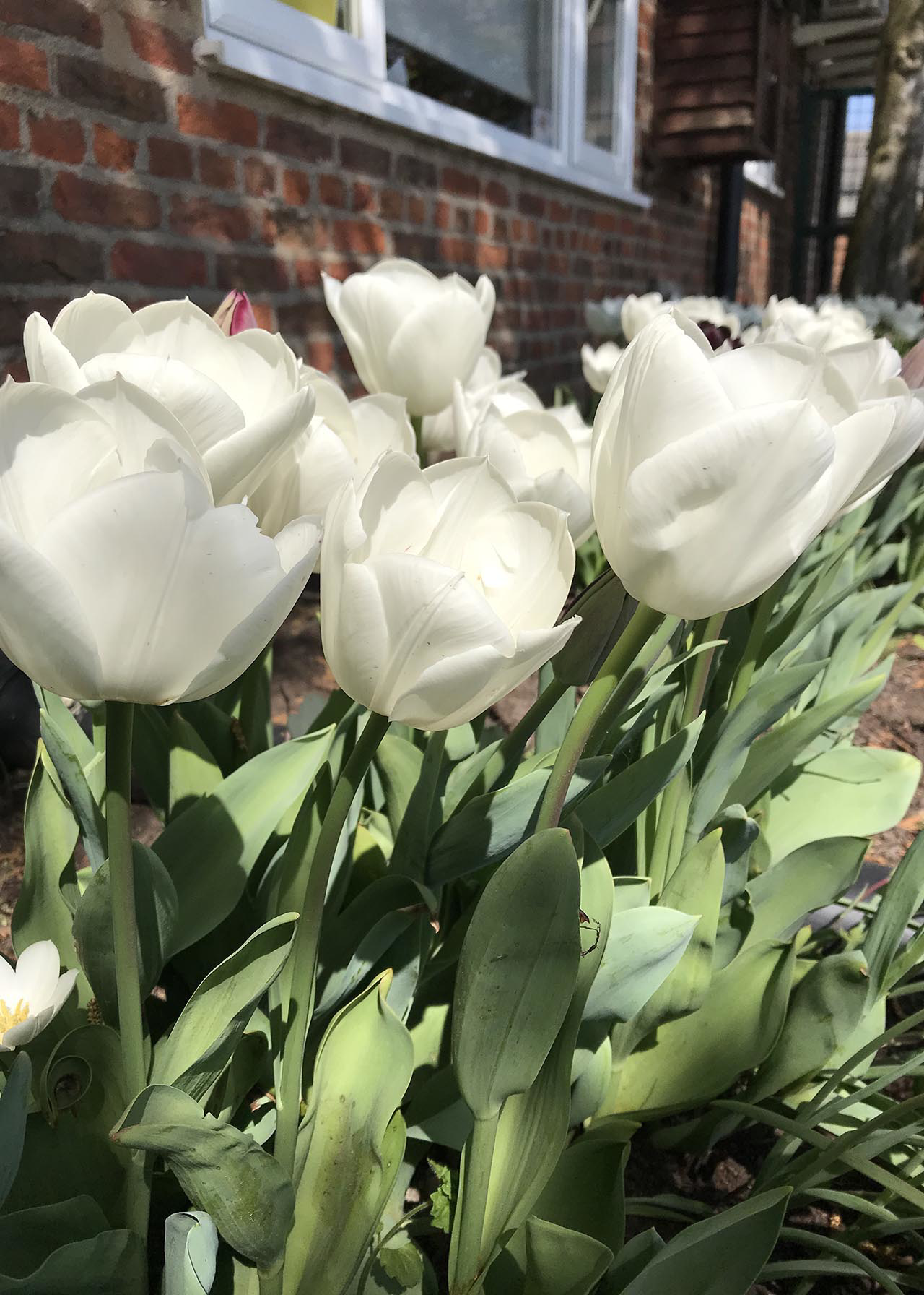 Tulip White Dream pack of 10