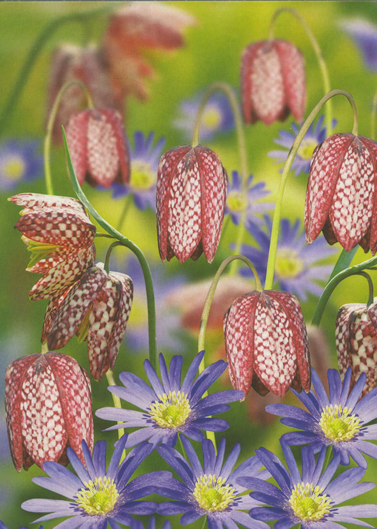 Anemone & Fritillaria Collection pack of 40