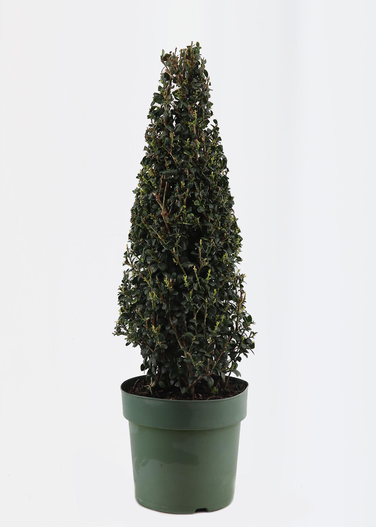 Ilex Crenata Jenny Pyramid 55cm / 4ltr