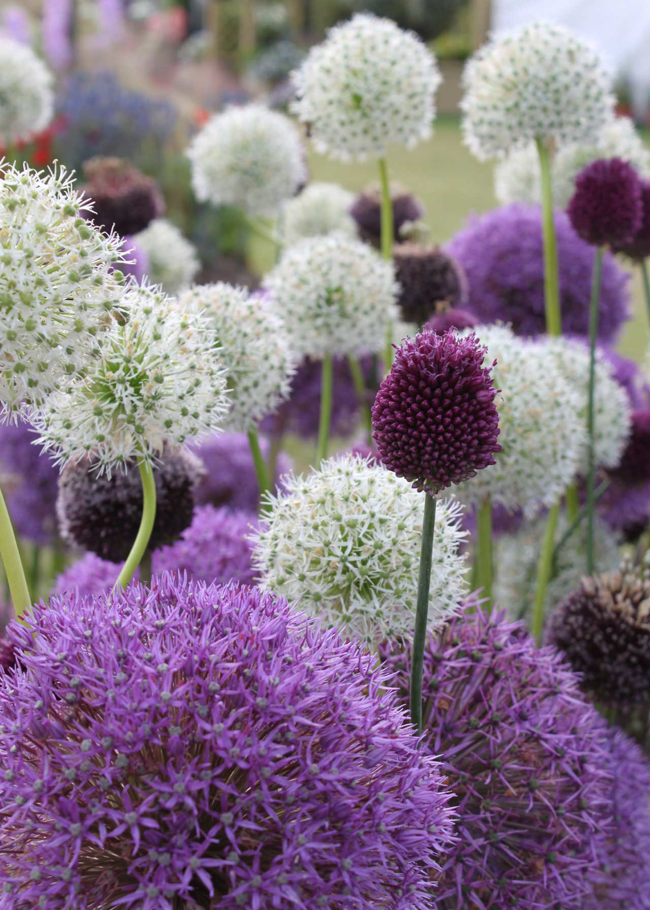 Allium Border Collection pack of 10