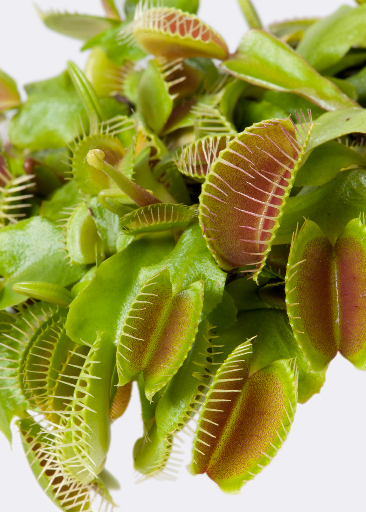 Dionaea Muscipula 12cm