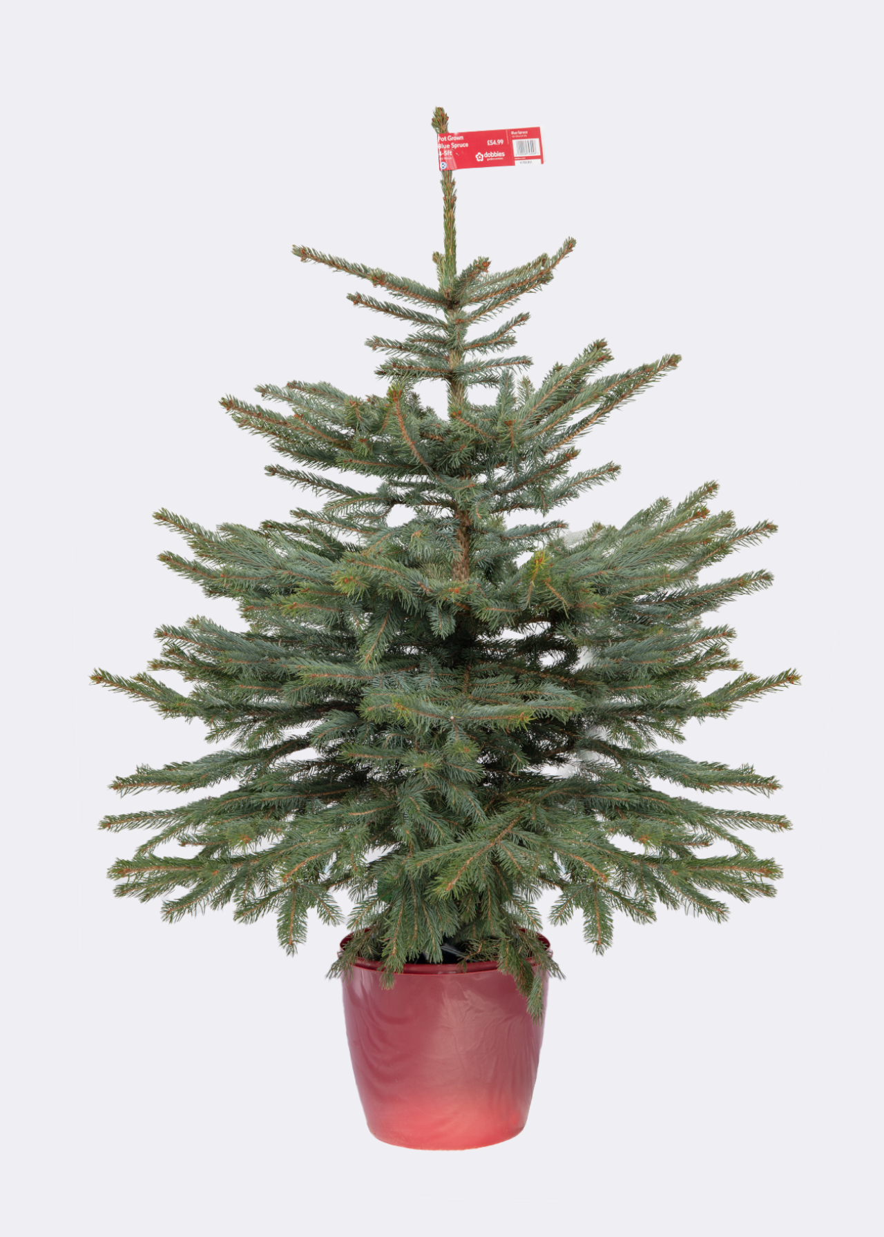 4-5ft Pot Grown Blue Spruce Real Christmas Tree 125-150cm