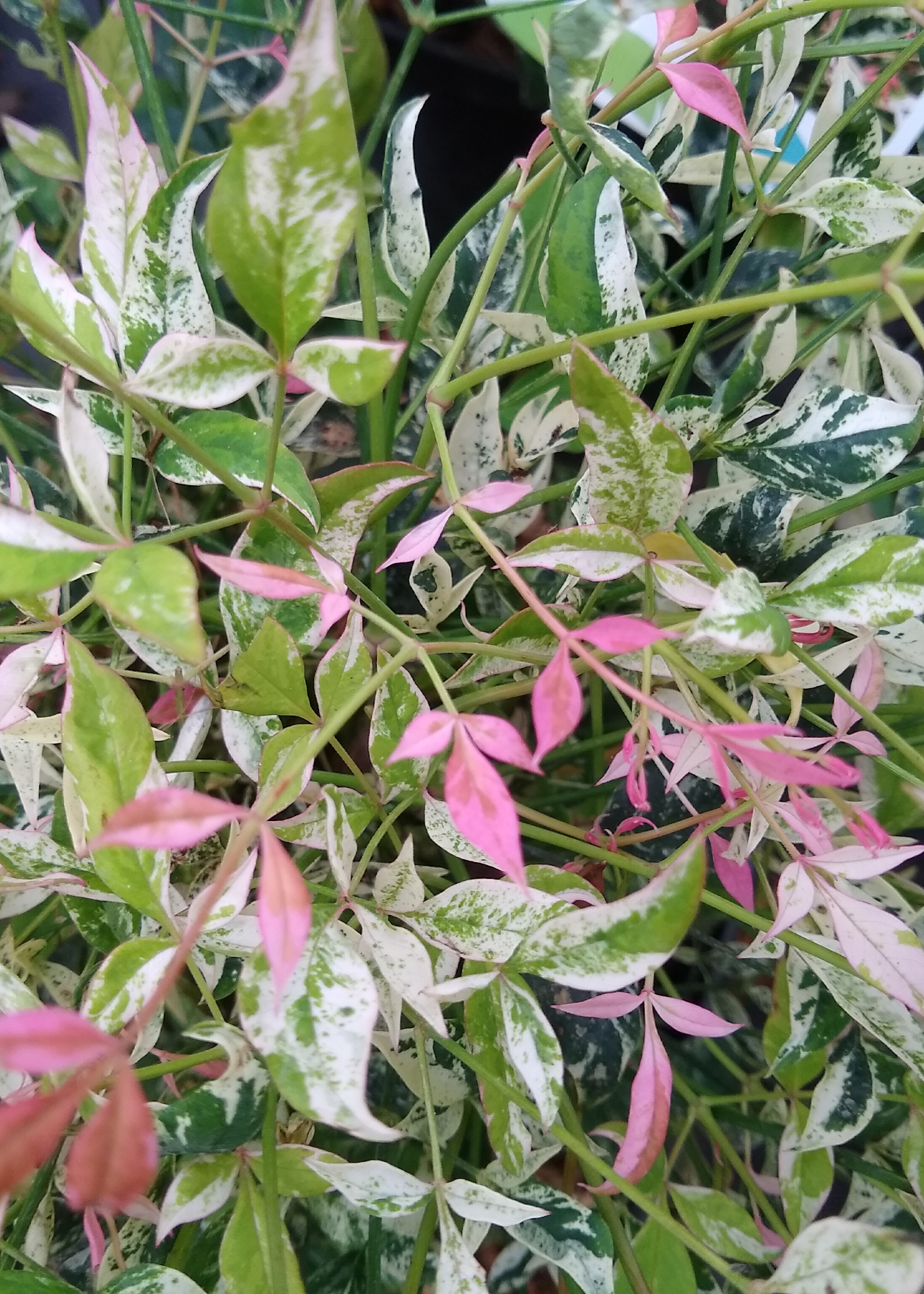 Nandina Twilight 2ltr