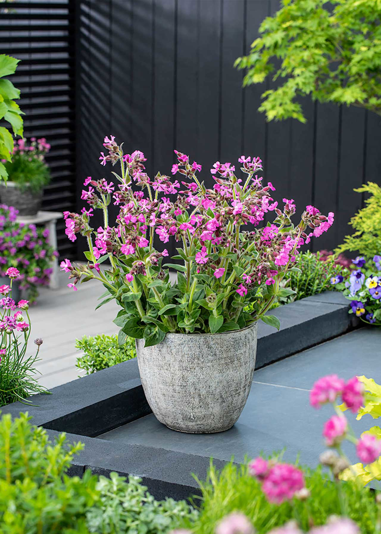 Silene Rollie's Favourite 1ltr