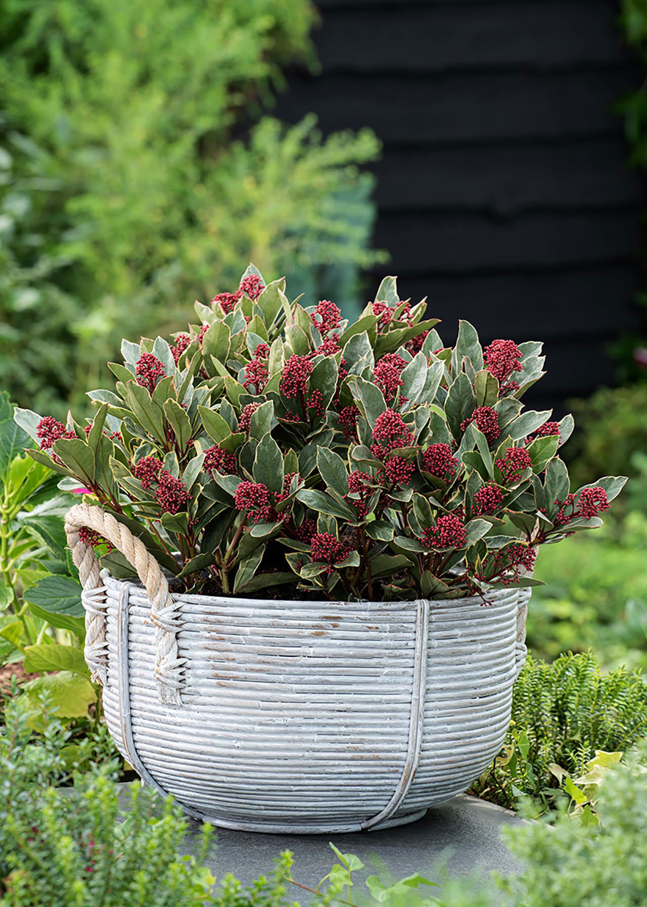 Skimmia Perosa 1.5ltr