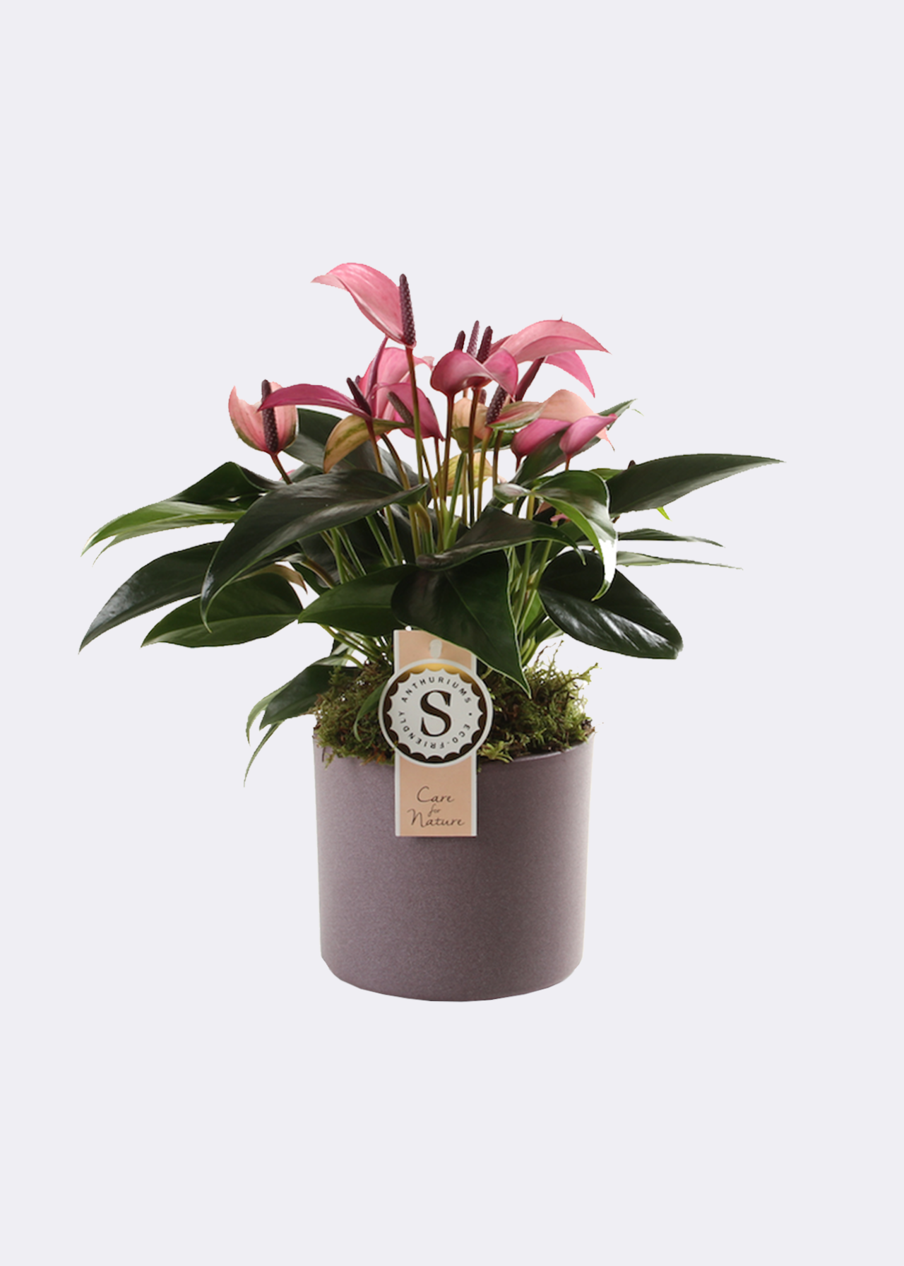 Anthurium Zizou in Purple Pot 12cm