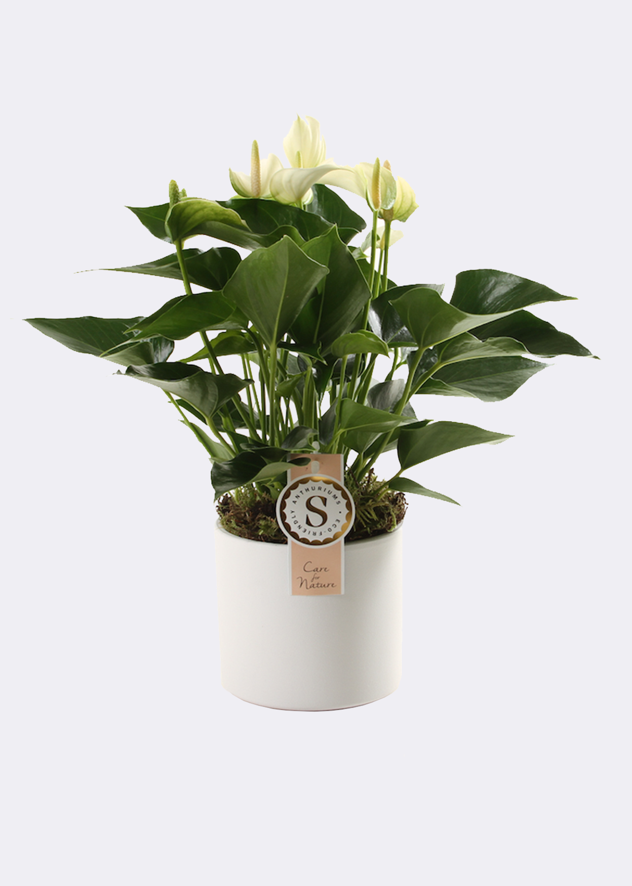 Anthurium White Champion in White Pot 12cm