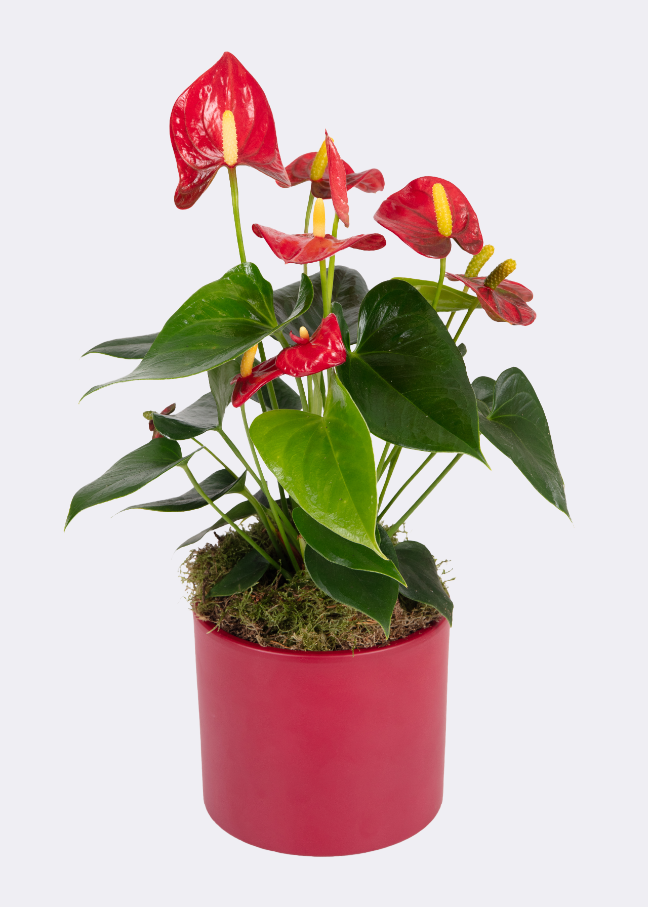 Anthurium Champion Red in Ceramic 12cm