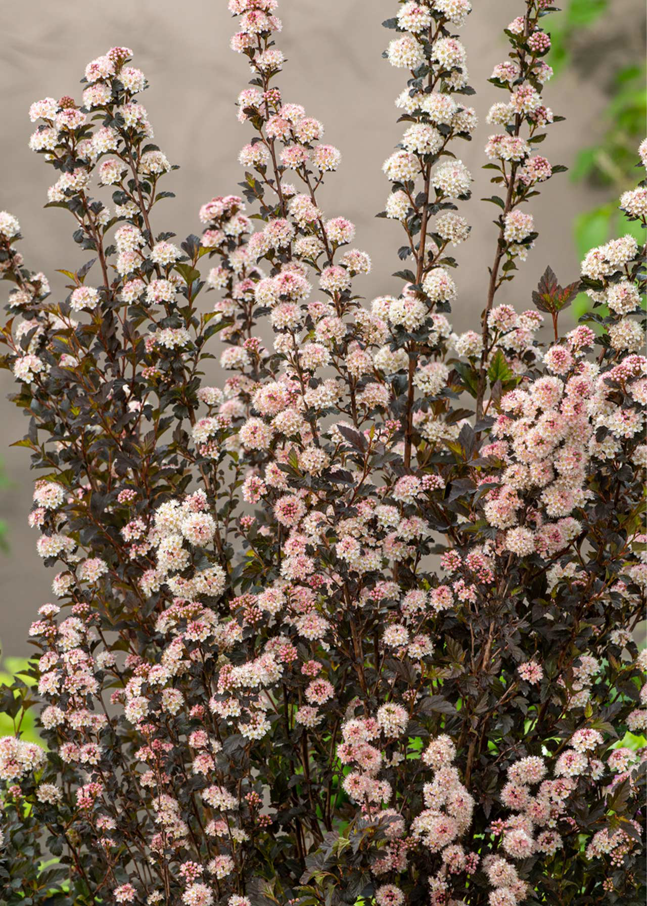 Physocarpus Tiny Wine 3ltr