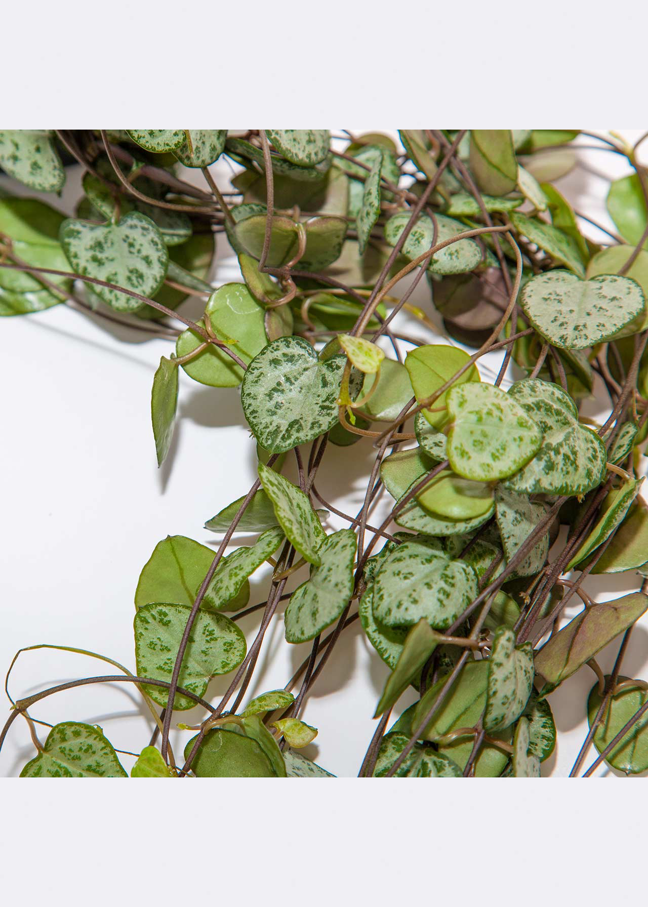 Ceropegia Woodii in Hanging Pot 12cm