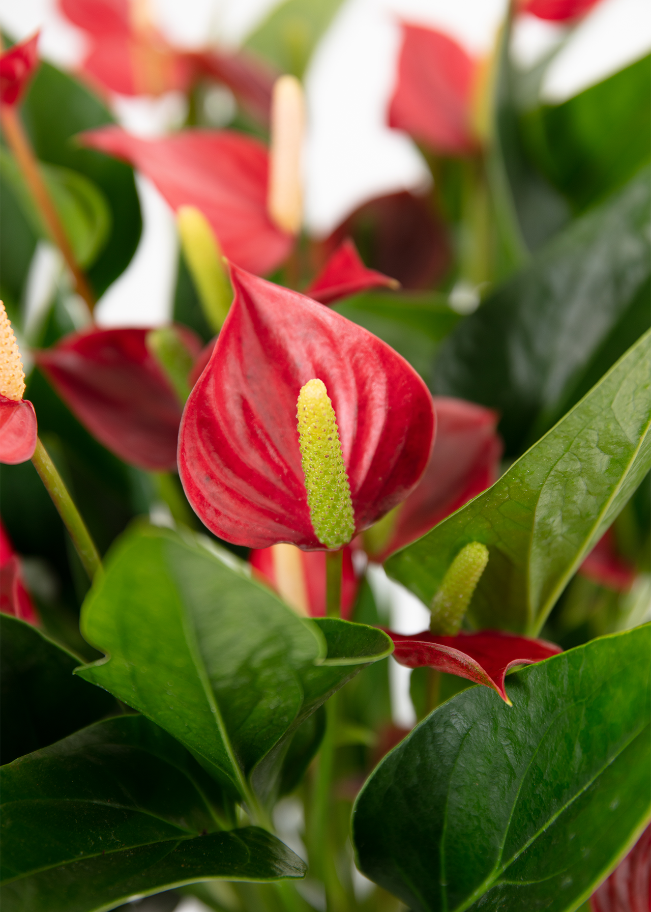 Anthurium Red Million Flowers 12cm