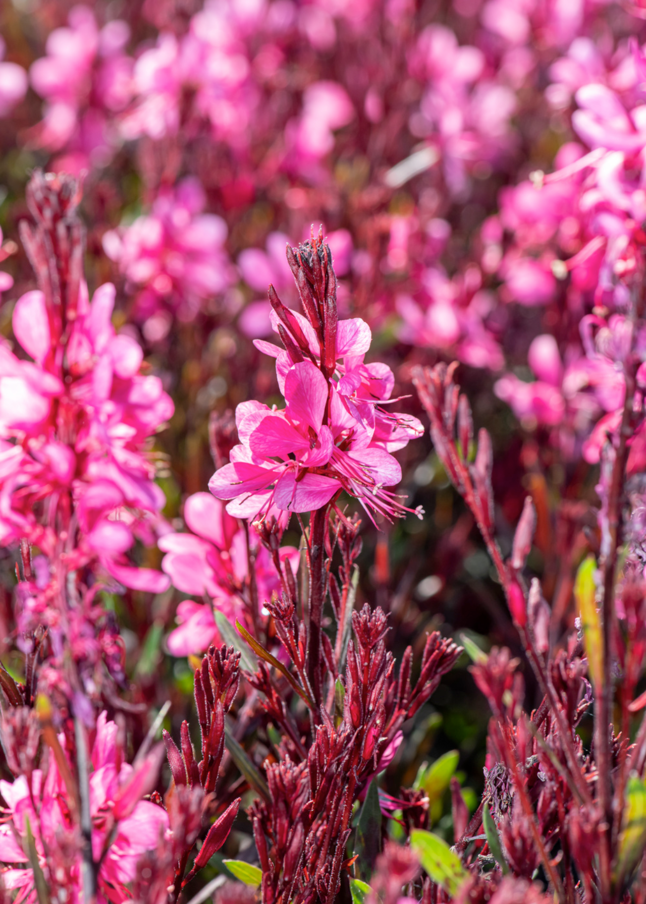 Gaura Gaudi Rose 1ltr