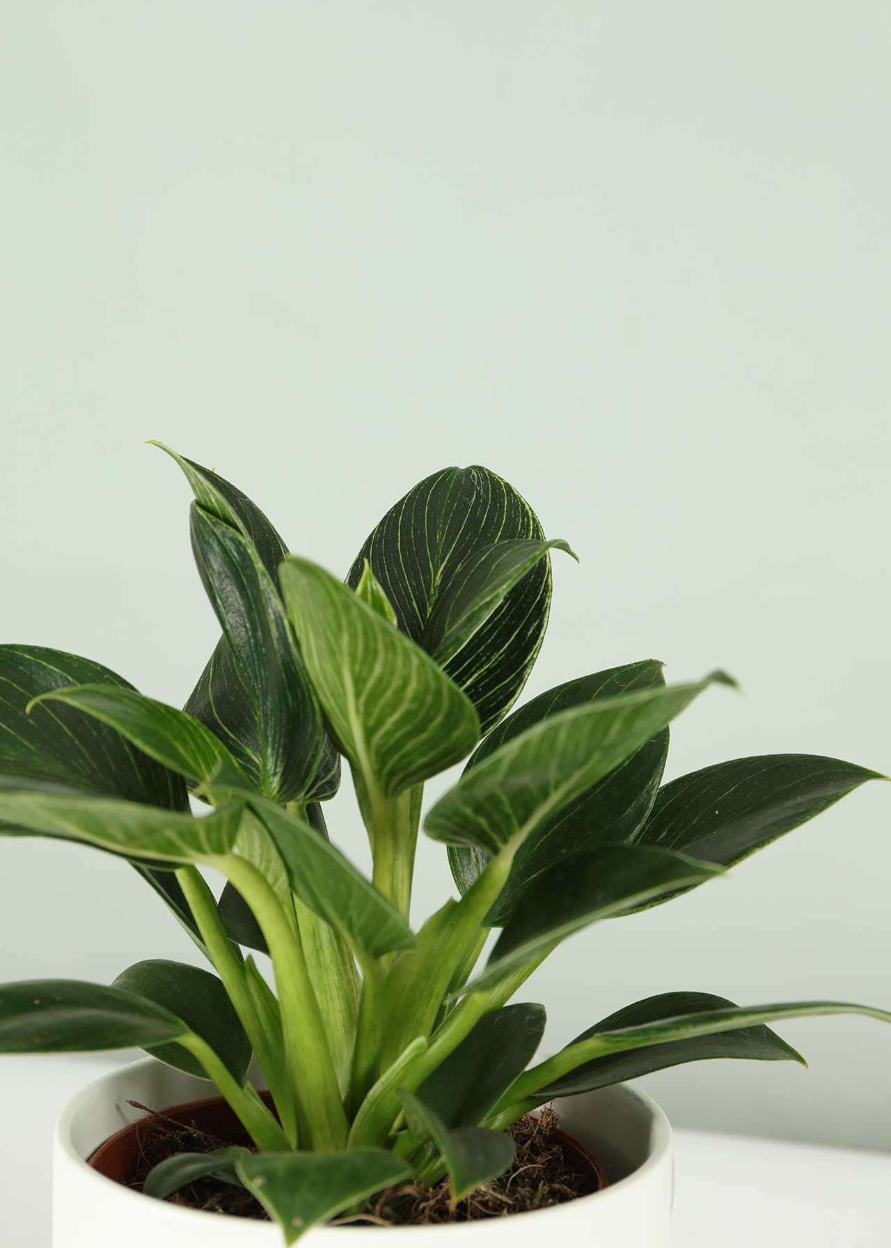 Philodendron White Wave 12cm