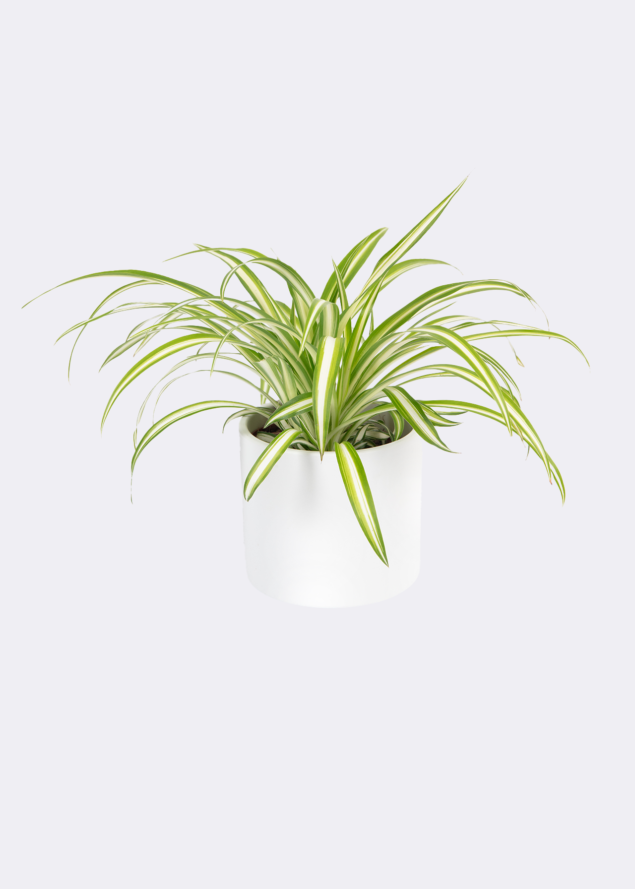 Chlorophytum Variegatum 12cm