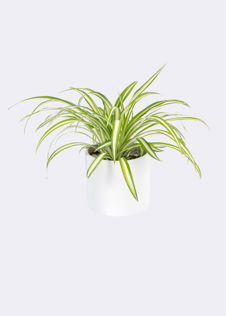 Chlorophytum Variegatum 12cm