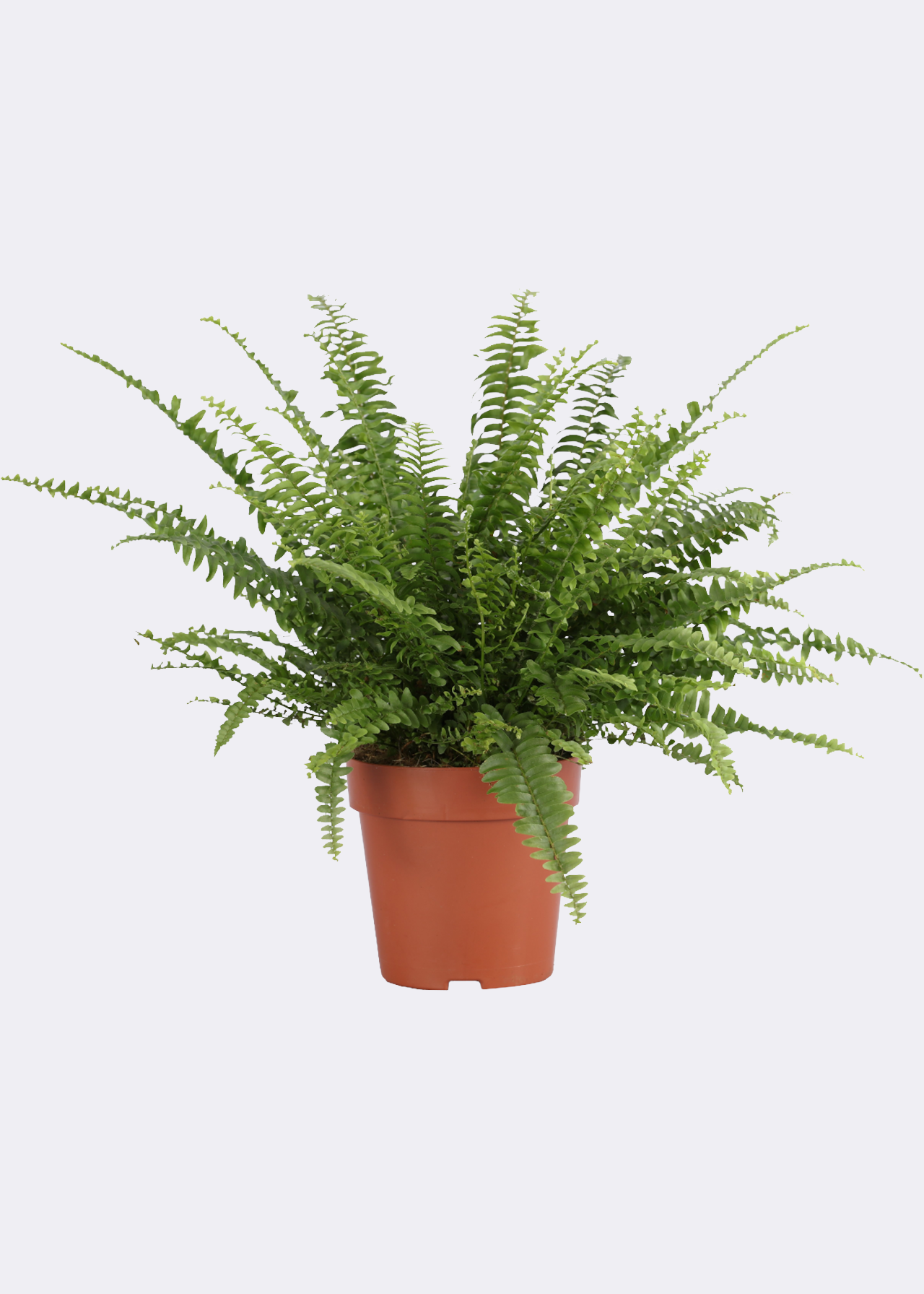 Nephrolepis Exaltata Vitale 12cm