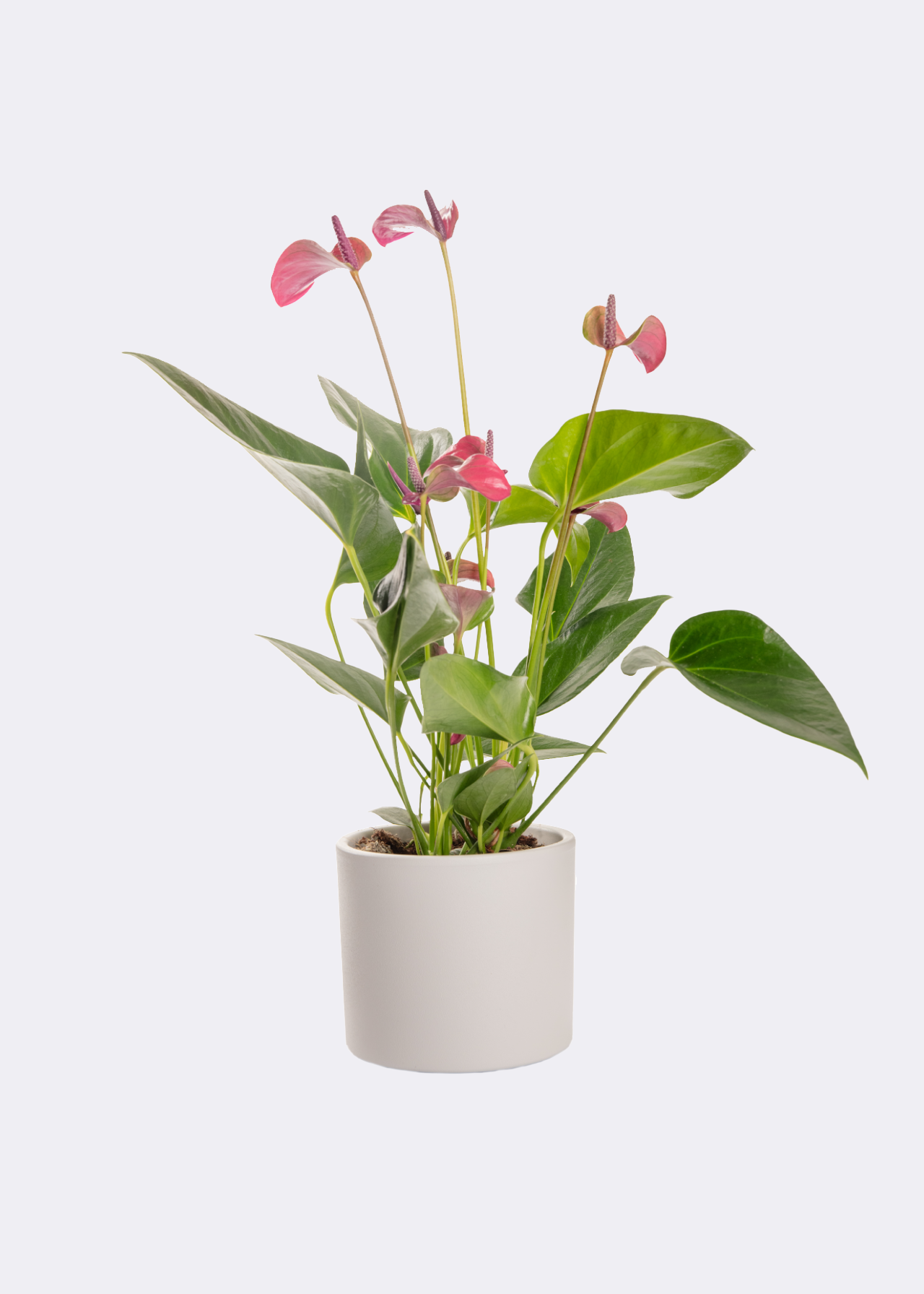 Anthurium Purple in Kraftsleeve 12cm