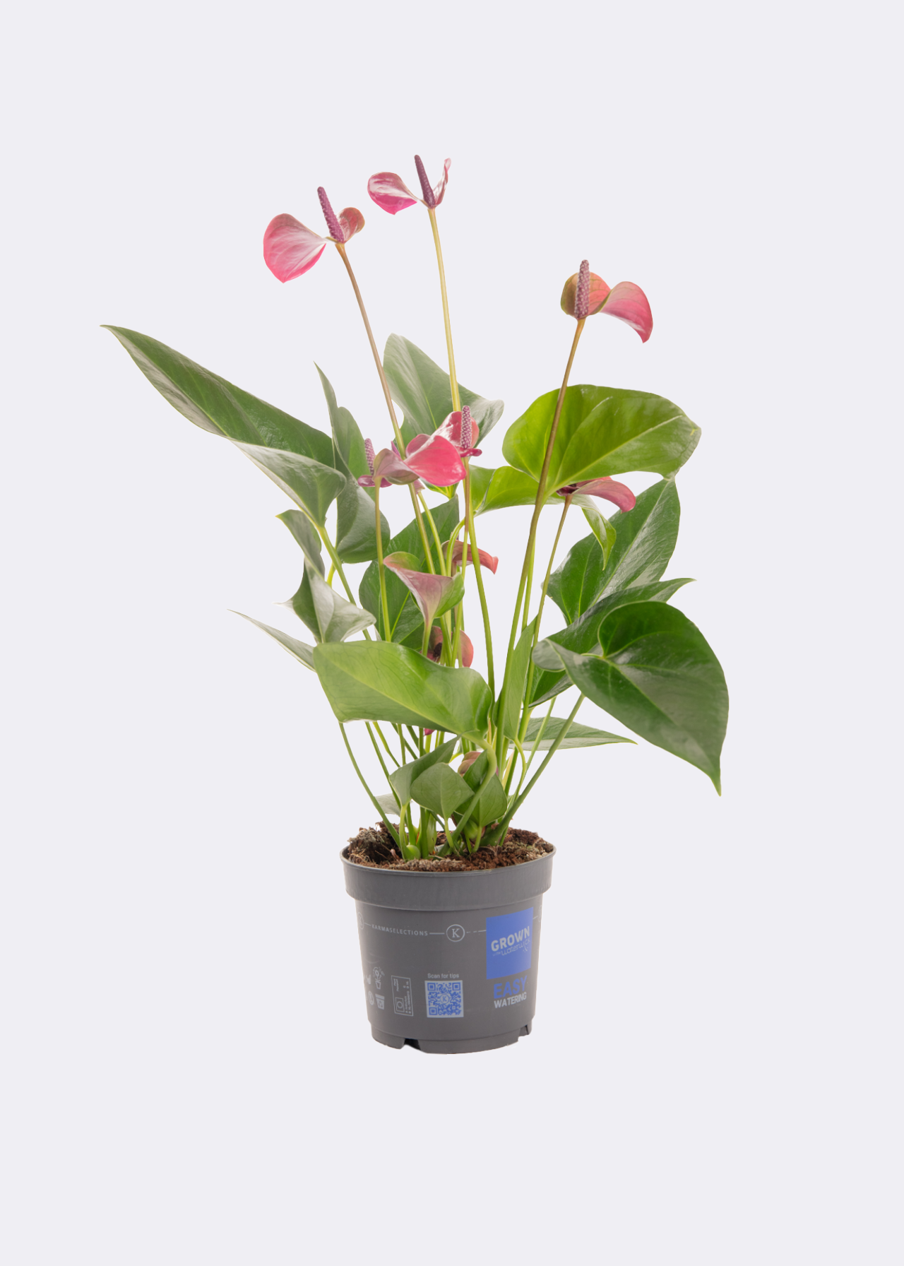 Anthurium Purple in Kraftsleeve 12cm