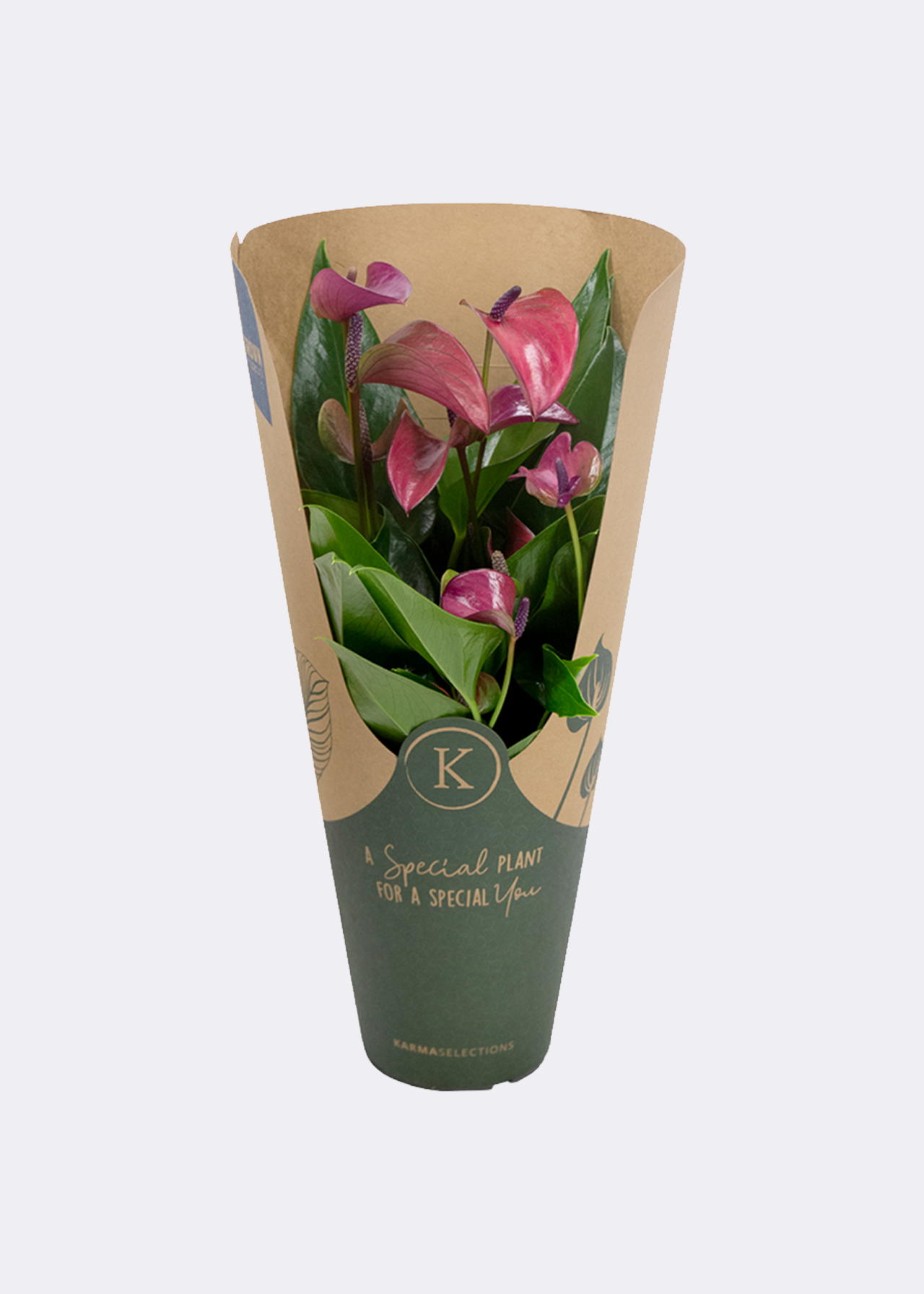 Anthurium Purple in Kraftsleeve 12cm