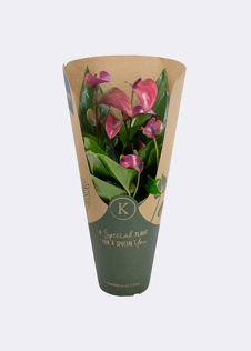 Anthurium Purple in Kraftsleeve 12cm