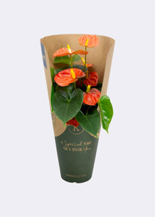 Anthurium Orange 12cm