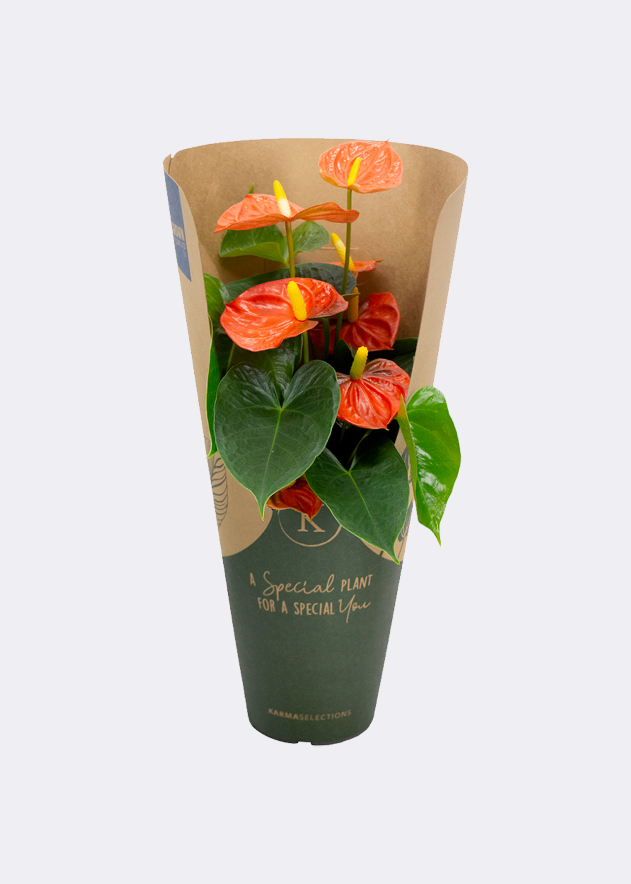 Anthurium Orange In Kraftsleeve 12cm