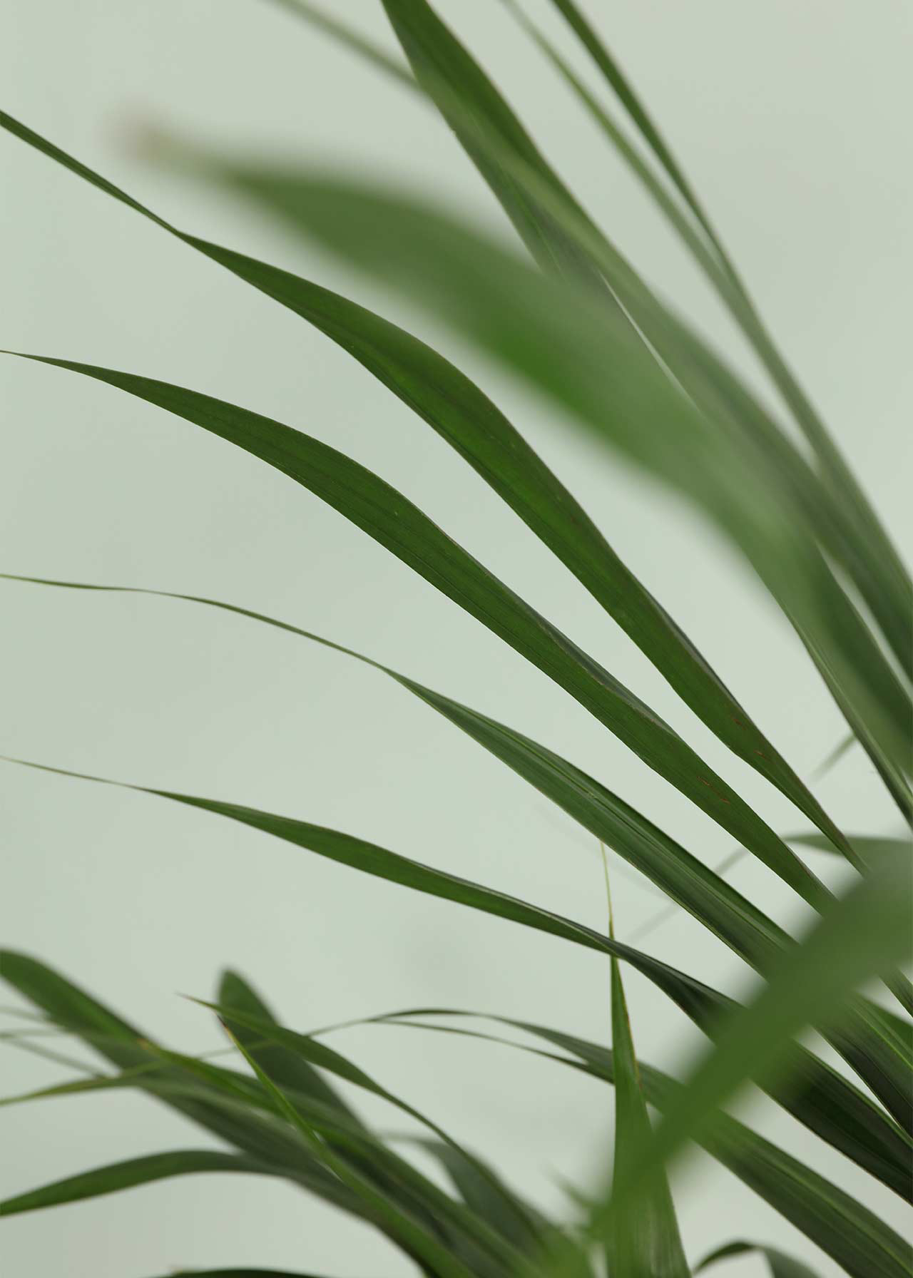 Kentia Palm 21cm