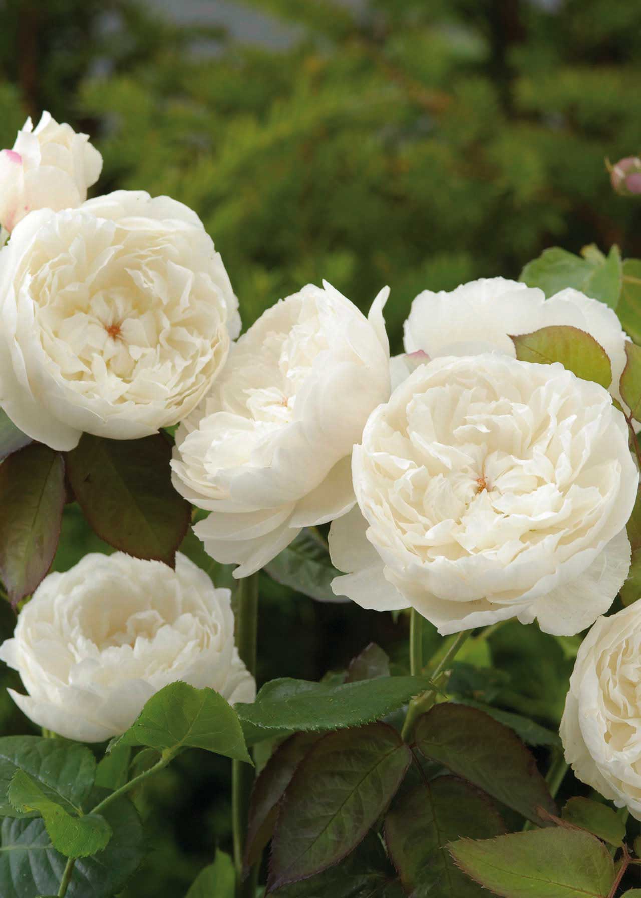 Dobbies Roses David Austin Rose 'William and Catherine' 6ltr | Dobbies Garden Centres