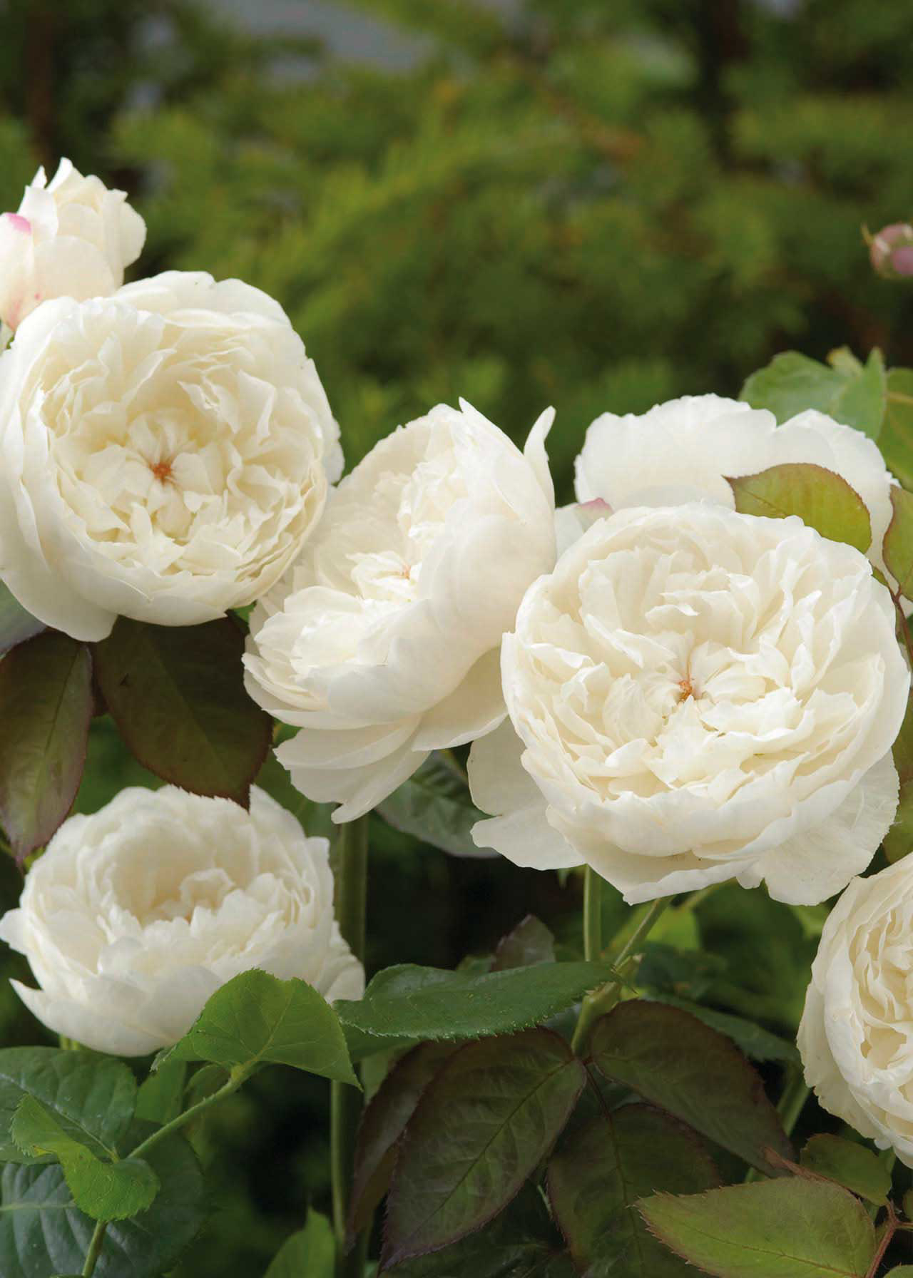 David Austin Rose 'William and Catherine' 6ltr