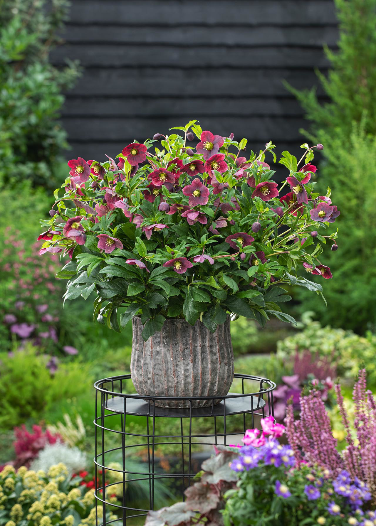 Helleborus HGC Ice N Roses Early Rose 2ltr