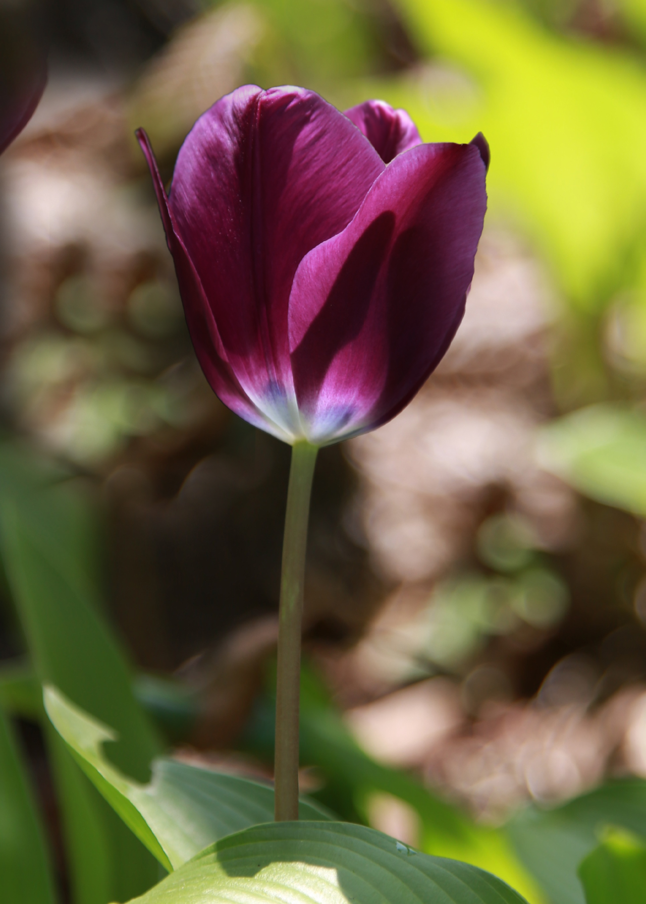 Tulip Kansas Proud pack of 5