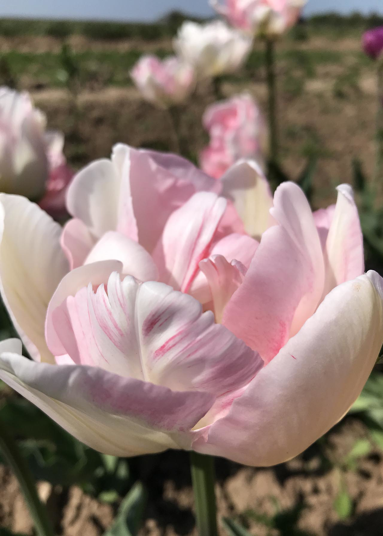 Fragrant Tulip Finola pack of 7