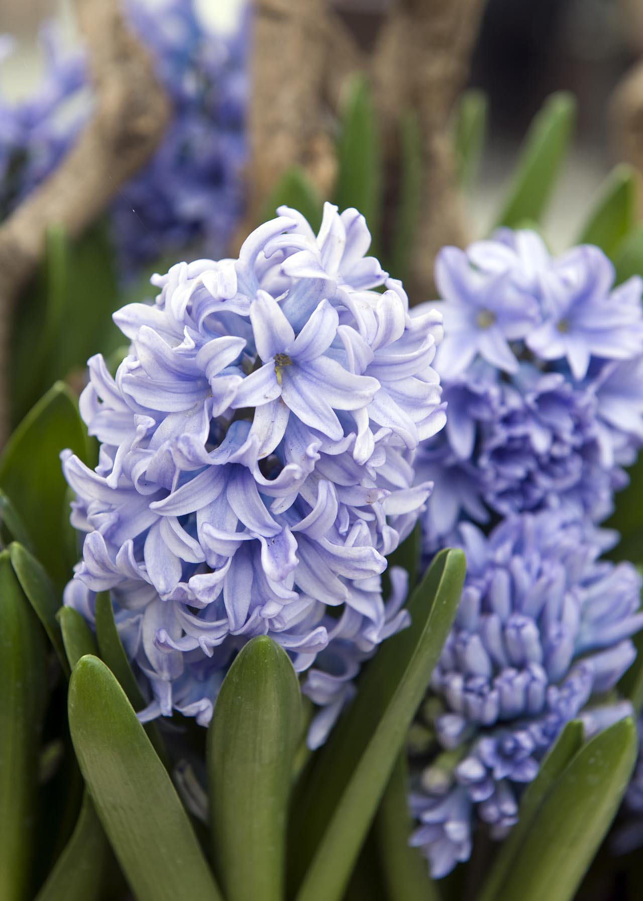 Hyacinth Delft Blue pack of 7
