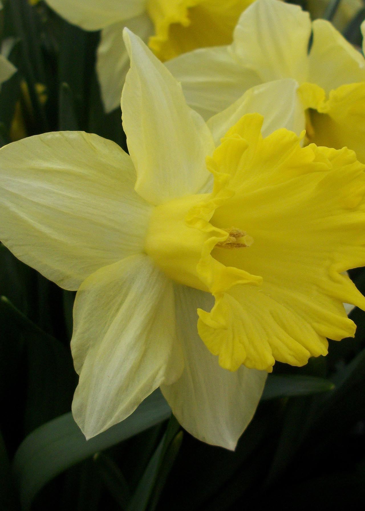 Daffodil Bestseller Pack of 20