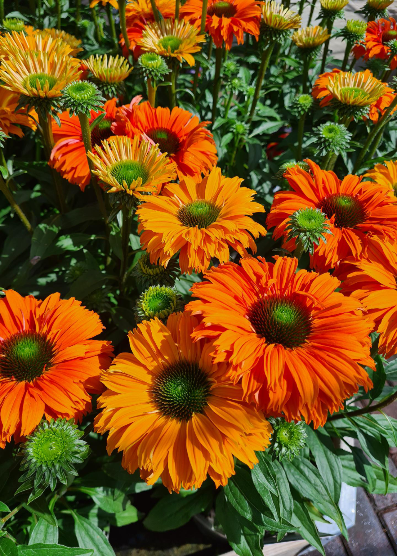 Echinacea Sunseekers Mineola 3ltr